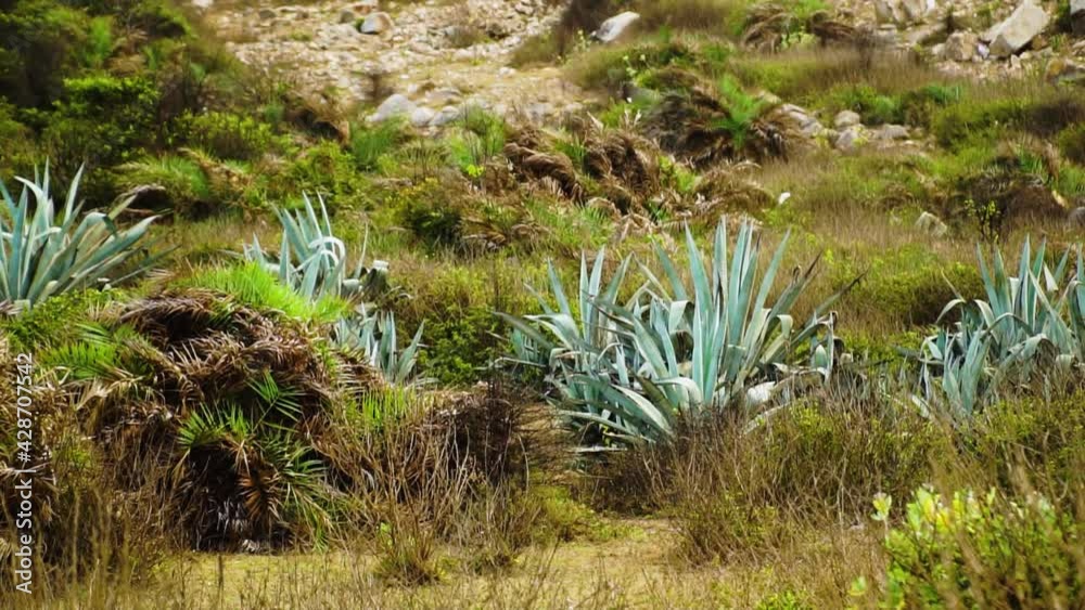 Blue green large agave plants in Vietnam scrubland, wilderness scenery Blue green large agave plants in Vietnam scrubland, wilderness scenery