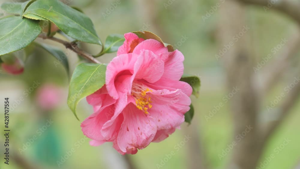 A pink camellia blooming in the forest. A pink camellia blooming in the forest.