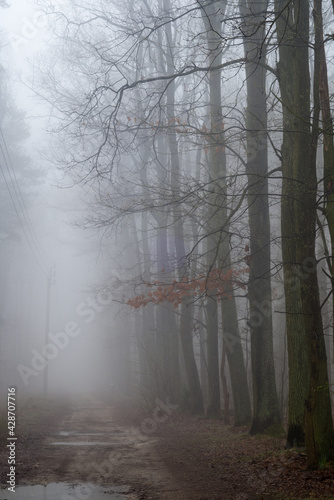 dirty road in misty oak forest