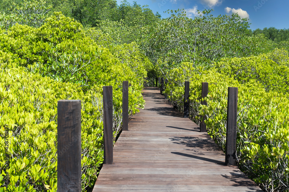 Tropical forest exotic walkway on wooden bridge in forest jungle of mangrove trees in Thailand village, View Point of Thung Prong Thong park tropical forest for travel Rayong