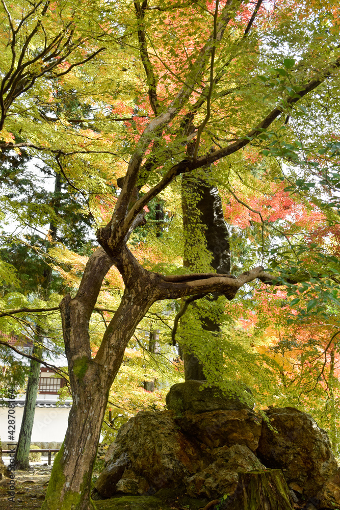 Obraz premium 京都、蹴上げの紅葉と木造の建物等 