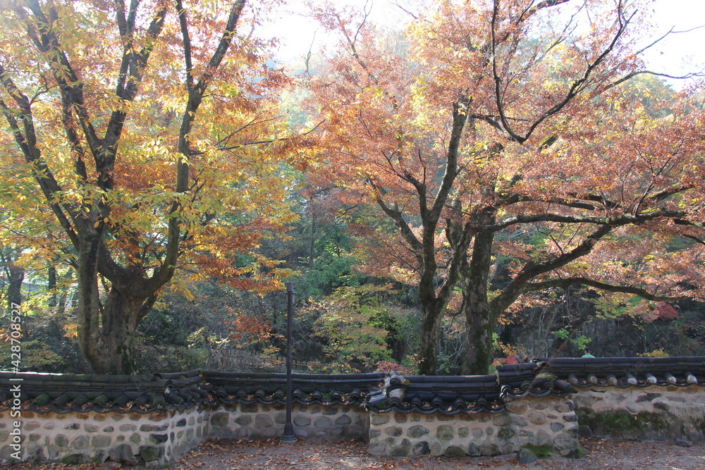 colorful trees over Asian traditional wall colorful trees over Asian traditional wall