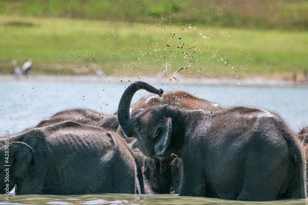 elephants in water bathing mud