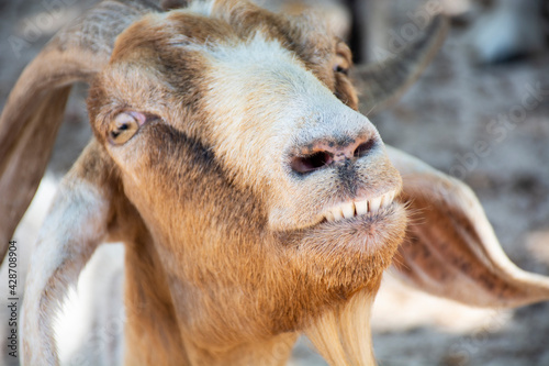 close up of a goat