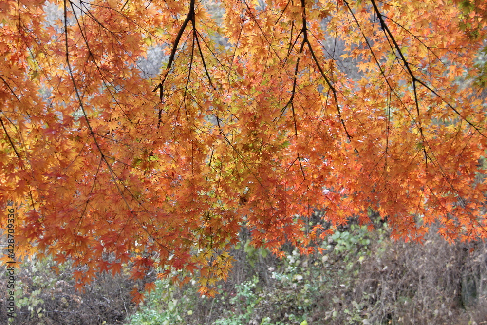 Maple leaves in the middle of fall Maple leaves in the middle of fall