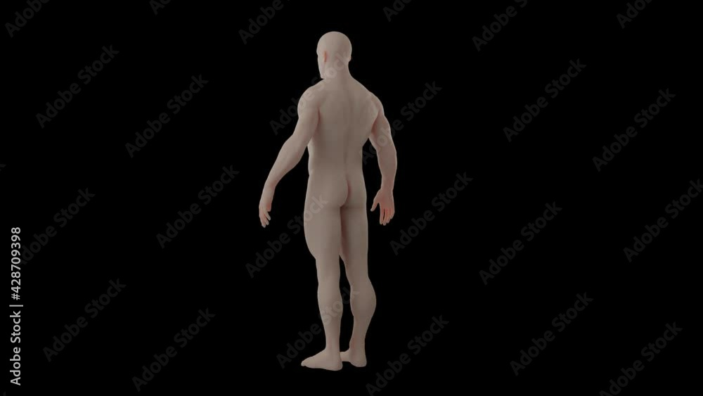 3d animation of human stand