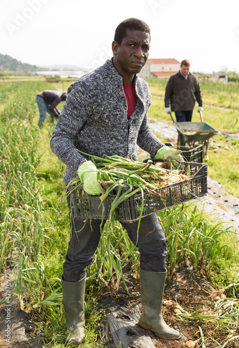 Portrait of man gardener picking harvest of onion outdoor photo