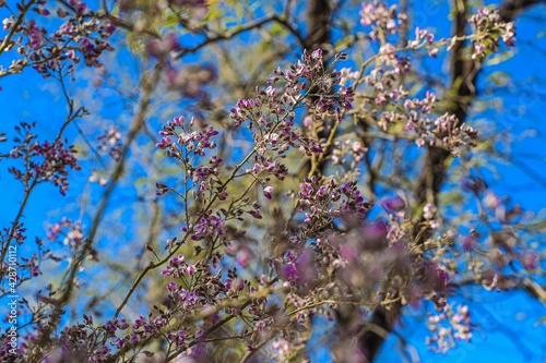 Flowers an ironwood tree (Olneya tesota). Flower purple color, white color, violet color, Inflorescences of purple raceme Desert Ironwood, phanerogamic plants photo