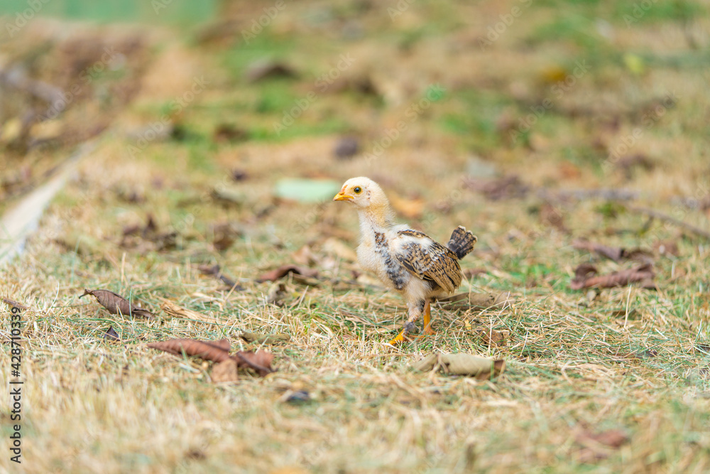 Yellow Chick alone on the grass. Close-up image. Yellow Chick alone on the grass. Close-up image.