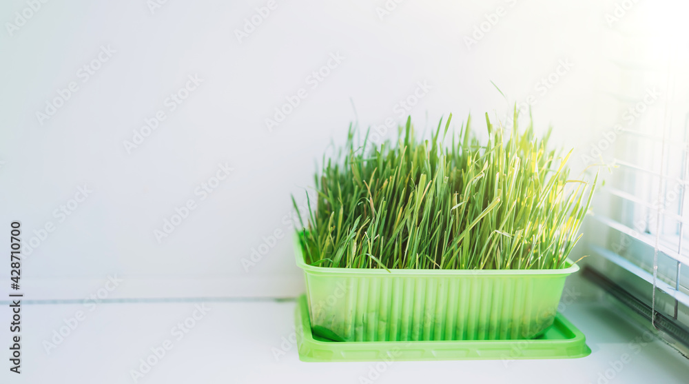 Naklejka premium Cat grass for feeding domestic cats on a white windowsill