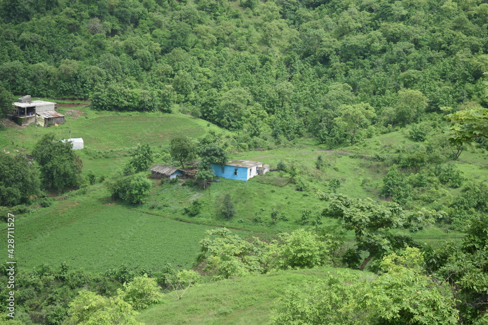 rice field in island