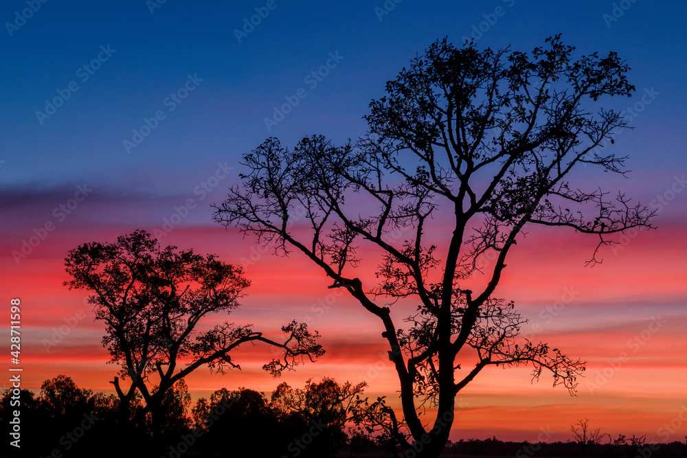 Silhouette big trees in forest with beautiful sunset twilight sky background.