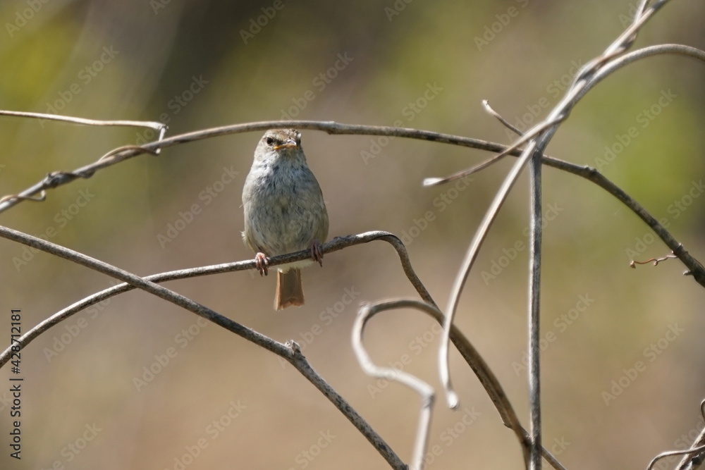 japanese bush warbler on the branch japanese bush warbler on the branch