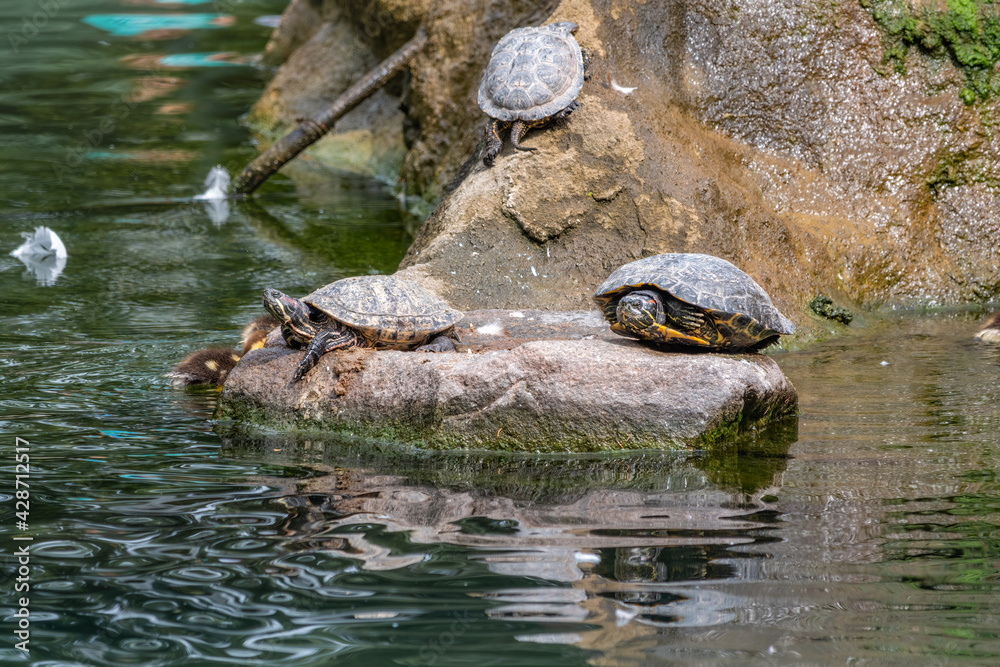 Three red-eared turtles lay near the shore of the pond. Red-eared slider, Trachemys scripta elegans Three red-eared turtles lay near the shore of the pond. Red-eared slider, Trachemys scripta elegans