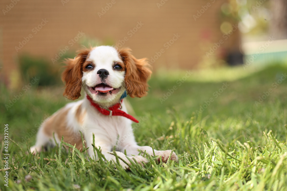 Gorgeous image of Cavalier King Charles Spaniel puppy sitting on lush green grass Gorgeous image of Cavalier King Charles Spaniel puppy sitting on lush green grass