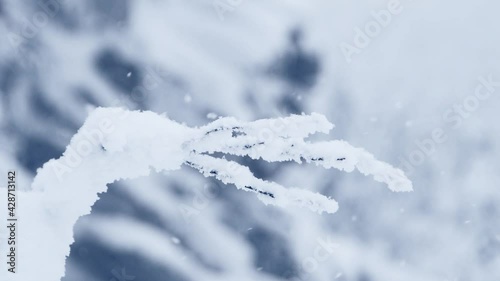 Branch of tree with fluffy frost sways in wind. Snow flakes fly from blizzard. In blur of winter cold forest