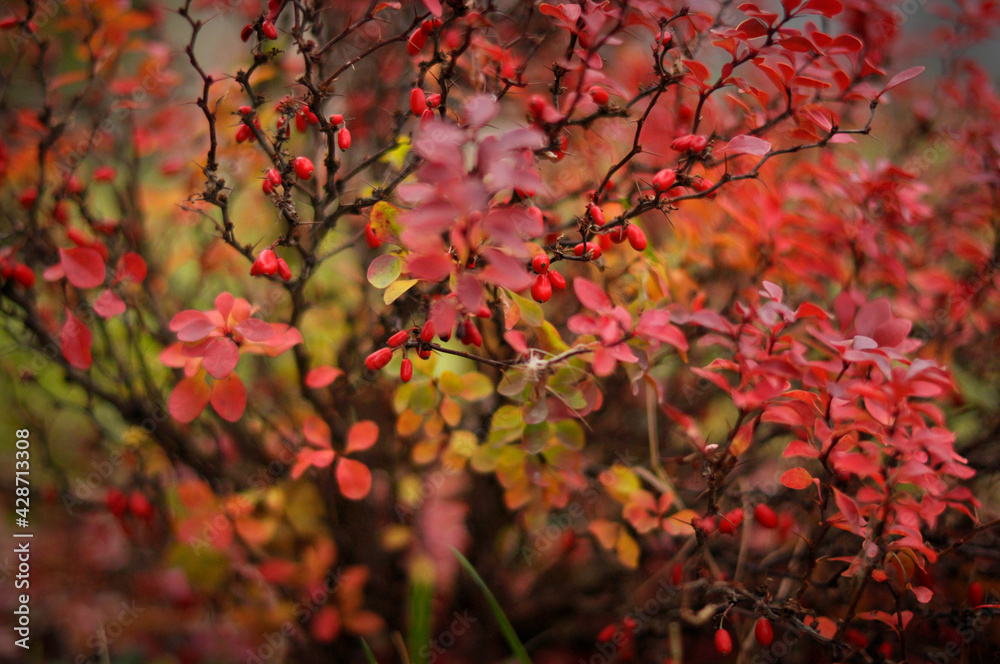 red maple leaves