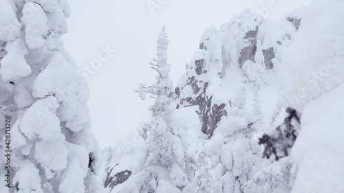 Snow trees move about the wind. Rock rises above winter forest. Branches of fir trees are covered with frost and ice. Winter trip to top of mountain