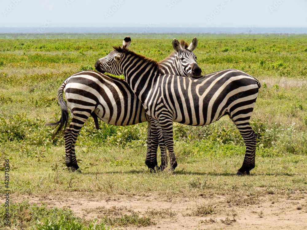 Fototapeta premium Serengeti National Park, Tanzania, Africa - March 1, 2020: Zebras in pairs on the side of the road