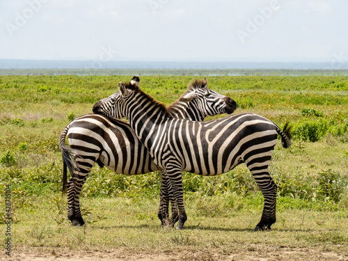 Serengeti National Park, Tanzania, Africa - March 1, 2020: Zebras in pairs on the side of the road