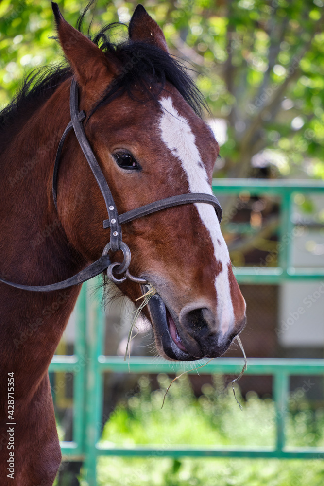 Horse courtyard in the village. Redhead horse in a stable with rider Horse courtyard in the village. Redhead horse in a stable with rider