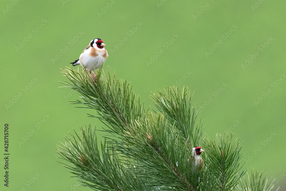 Pair of Goldfinch (Carduelis carduelis) on a fir branch with nice green blurry background Pair of Goldfinch (Carduelis carduelis) on a fir branch with nice green blurry background