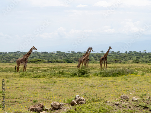 Serengeti National Park, Tanzania, Africa - March 1, 2020: Giraffes walking across the savannah
