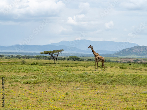 Serengeti National Park  Tanzania  Africa - March 1  2020  Giraffes walking across the savannah