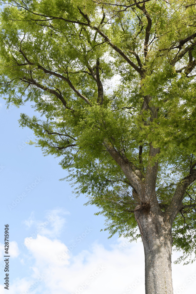 Fototapeta premium 大木