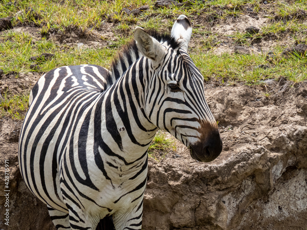 Ngorongoro Crater, Tanzania, Africa - March 1, 2020: Zebras in Ngorongoro Crater