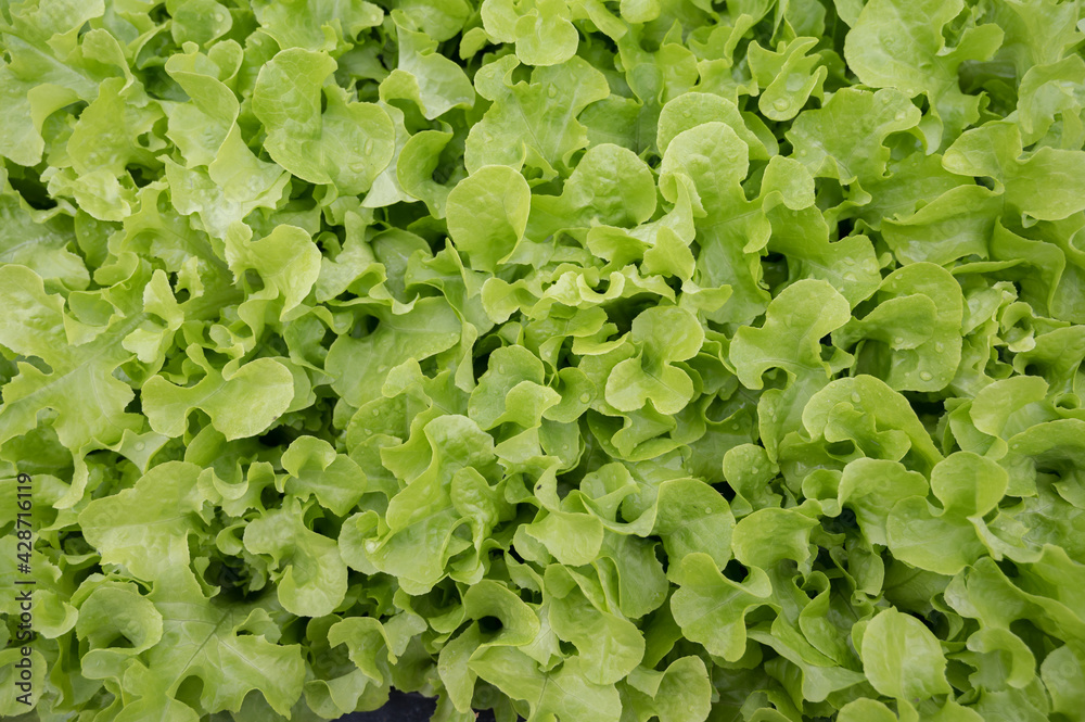 Organic vegetables.Farmer hand picking fresh salad in the vegatale farm.Freshly harvested vegetables. Organic vegetables.Farmer hand picking fresh salad in the vegatale farm.Freshly harvested vegetables.