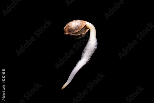 Growing plant seeds isolated on black background.Close up bean seeds with root germination.Agriculture plant seeding growing step concept.