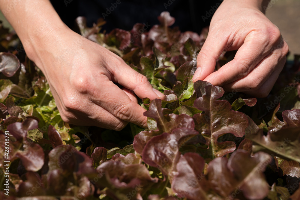 Organic vegetables.Farmer hand picking fresh salad in the vegatale farm.Freshly harvested vegetables.