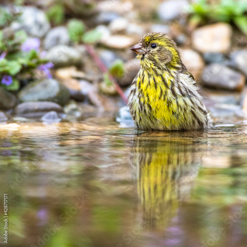 Girlitz (Serinus serinus) Männchen photo