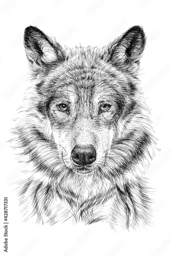 Hand Drawn Wolf Sketch Graphics Monochrome Illustration Stock Illustration Adobe Stock