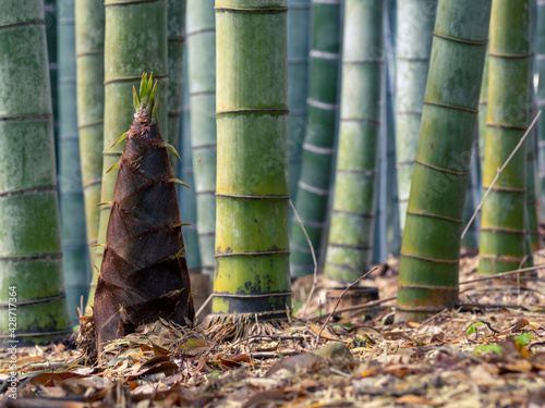 竹林に生える竹の子