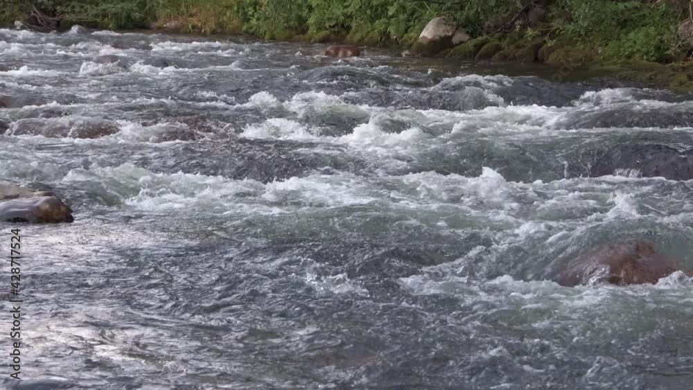 Stormy blue current of river. Waves are lapping and bubbling. Stones are enveloped by water, flowing down boulders. Beach is overgrown with moss and wild plants Stormy blue current of river. Waves are lapping and bubbling. Stones are enveloped by water, flowing down boulders. Beach is overgrown with moss and wild plants
