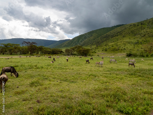 Ngorongoro Crater, Tanzania, Africa - March 1, 2020: Zebras and wildebeest inside Ngorongoro Crater