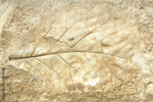 old marks of leaf on the gray concrete background