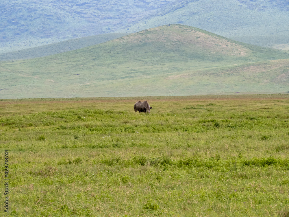 Ngorongoro Crater, Tanzania, Africa - March 1, 2020: Black Rhino grazing along the savannah