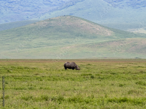 Ngorongoro Crater, Tanzania, Africa - March 1, 2020: Black Rhino grazing along the savannah
