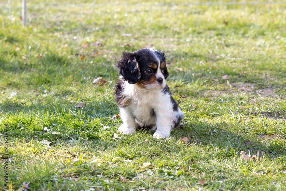Fototapeta premium The beautiful King Charles Cavalier Spaniel puppy