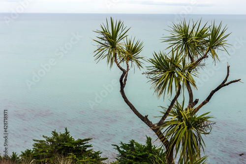 Cabbage trees growing on a steep bank on Palliser Bay, New Zealand photo