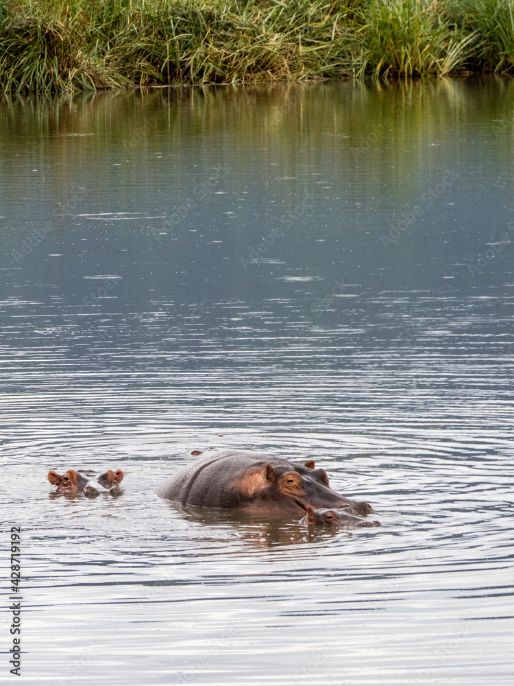 Fototapeta premium Ngorongoro Crater, Tanzania, Africa - March 1, 2020: Hippos in lake in Ngorongoro Crater