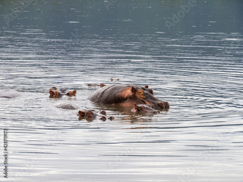 Ngorongoro Crater, Tanzania, Africa - March 1, 2020: Hippos in lake in Ngorongoro Crater