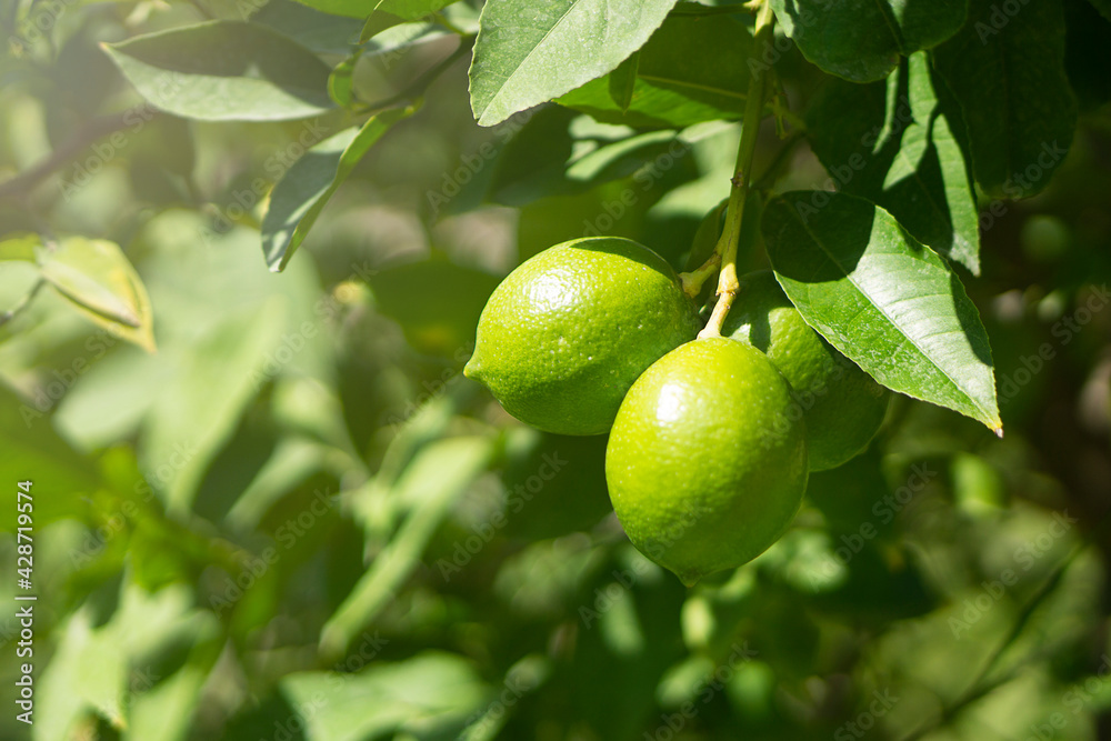 Green Lemon  on tree background with  copy space .