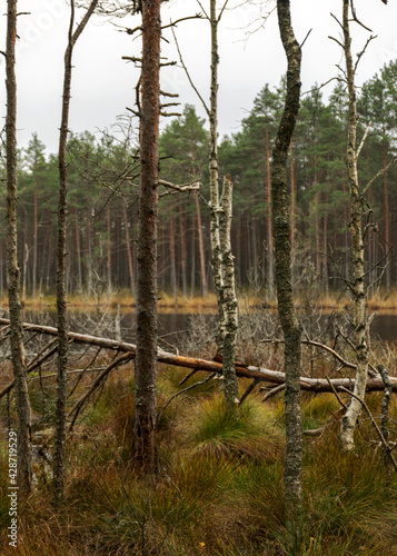 various old and rotten trees and tree branches on the shore of a swampy lake  flooded forest area  bog