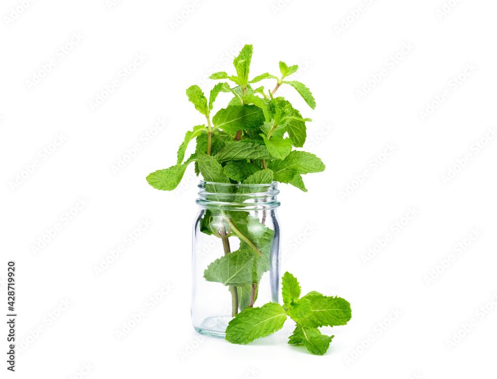 Mint in a glass jar Isolated on white background Mint in a glass jar Isolated on white background