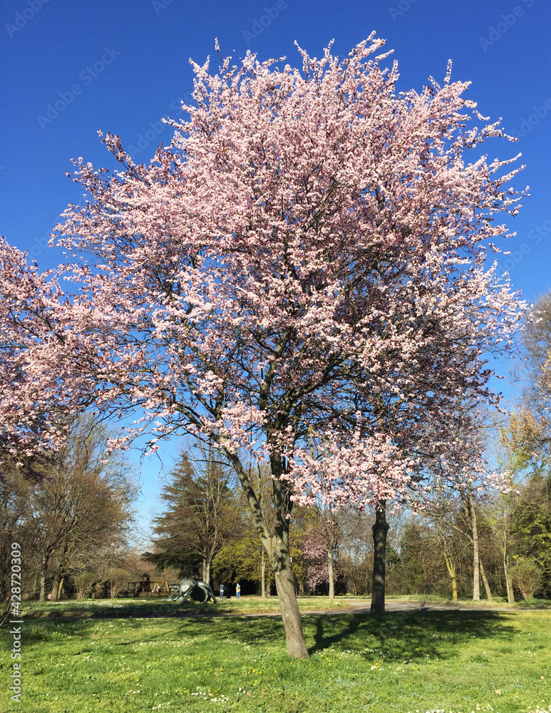 Cherry blossom tree flowers blooming in late spring Cherry blossom tree flowers blooming in late spring
