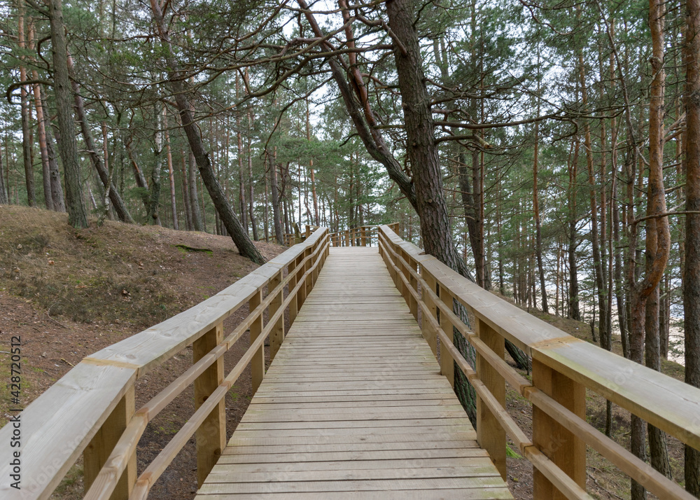 a wooden footbridge, pine forest, unspoken and cloudy winter day in nature a wooden footbridge, pine forest, unspoken and cloudy winter day in nature